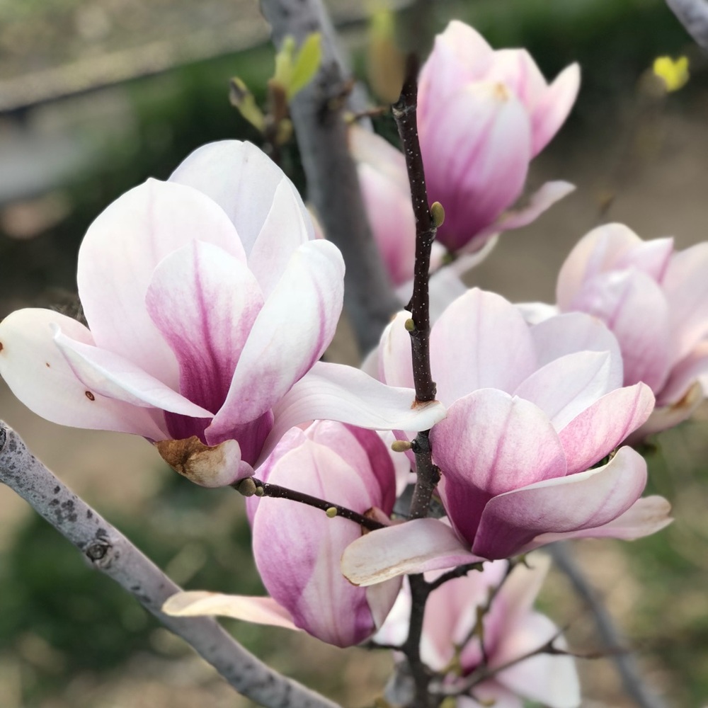 Meet your Posher, Maira